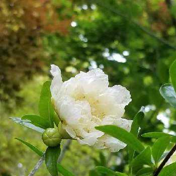 はなざくろ 花石榴 の投稿画像一覧 Greensnap グリーンスナップ