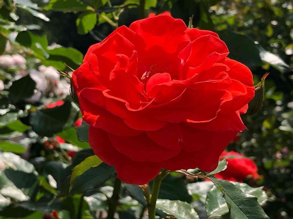 Claire Astaix クレール アステックス 薔薇色の夢 物凄く