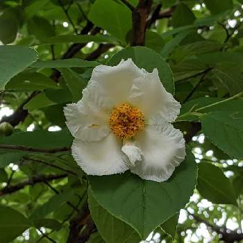 シャラの木 夏椿 の投稿画像一覧 Greensnap グリーンスナップ