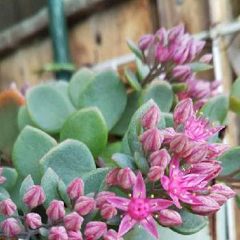 日高ミセバヤの投稿画像一覧 Greensnap グリーンスナップ