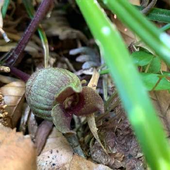 ウスバサイシンの投稿画像一覧 Greensnap グリーンスナップ