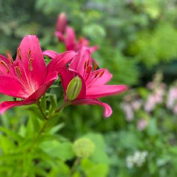 スカシユリの花の画像 by あこさん | 小さな庭と花のある暮らしとスカシユリ☆とスカシユリの花