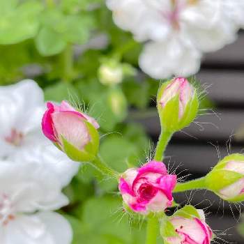 バラ咲きゼラニウム。の画像 by codemari *さん | バルコニー/ベランダとアイビーゼラニウム♡とmy gardenとピンクの花と花のある生活とバラ咲きゼラニウム。と咲きはじめが好きとナチュラルガーデンとよい１日を…とつぼみとアイビーゼラニウム・ホワイトパールと自粛生活を楽しむとガーデニングと花のある暮らしとお花のある生活とflowers loverとアイビーゼラニウムホワイトパール