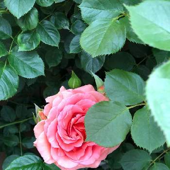 杏奈 バラの投稿画像一覧 Greensnap グリーンスナップ