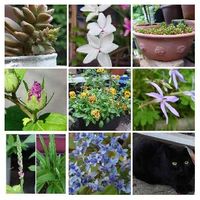 ネジバナ 捩花 の育て方 種まきや苗の植え替え時期 増やし方は Greensnap グリーンスナップ ネジバナ 捩花 の育て方 種まきや苗の植え替え時期 増やし方は Greensnap グリーンスナップ