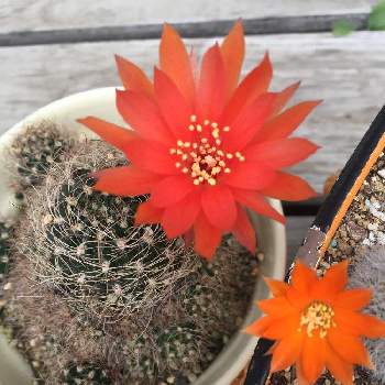 サボテンが好きの投稿画像一覧 Greensnap グリーンスナップ