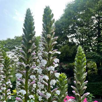 背の高い花の投稿画像一覧 Greensnap グリーンスナップ