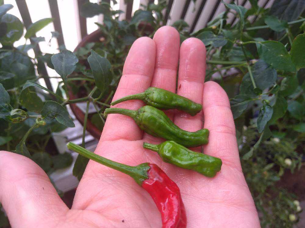 越冬ししとう2年め Greensnap グリーンスナップ