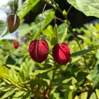 アブチロン (チロリアンランプ),アブチロン (チロリアンランプ),アプチロン チロリアンランプ,花壇,ガーデニングの画像