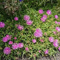 マツバギクの画像