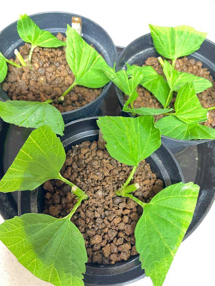 ビバーナムの切り花からの挿し木 育成記録 Greensnap グリーンスナップ