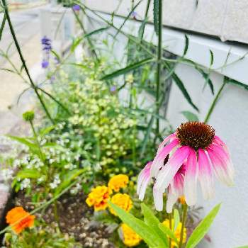 エキナセア　ピンクアイの画像 by 花珠さん | 小さな庭とエキナセアとエキナセア　ピンクアイ