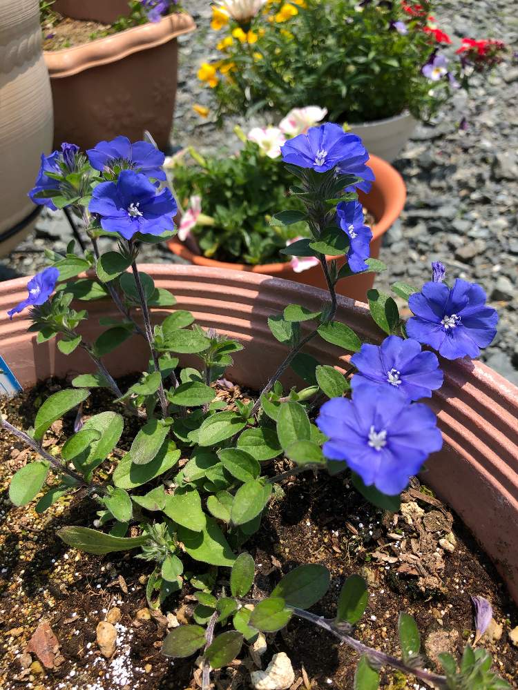エボルブルスの投稿画像 By いっとさん アメリカンブルーと寄せ植えとpwと青い花とproven Winnersと夏が楽しみと鉢植えとマグァンプkと小さな花とbreezy Greenとpwフォトコン21 育てる寄せ植え部門 とガーデニング初心者 21月6月12日 Greensnap グリーンスナップ エボルブルスの投稿画像 By いっとさん アメリカンブルーと寄せ植えとpwと青い花とproven Winnersと夏が楽しみと鉢植えとマグァンプkと小さな花とbreezy Greenとpwフォトコン21 育てる寄せ植え部門 とガーデニング初心者 21月6月12日 Greensnap グリーンスナップ