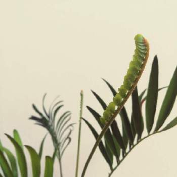 ザミア フロリダーナの画像 by perryさん | 部屋とザミア フロリダーナとみどりのある暮らしと観葉植物とグリーンインテリアとみどりに癒されると葉っぱ好きと新芽
