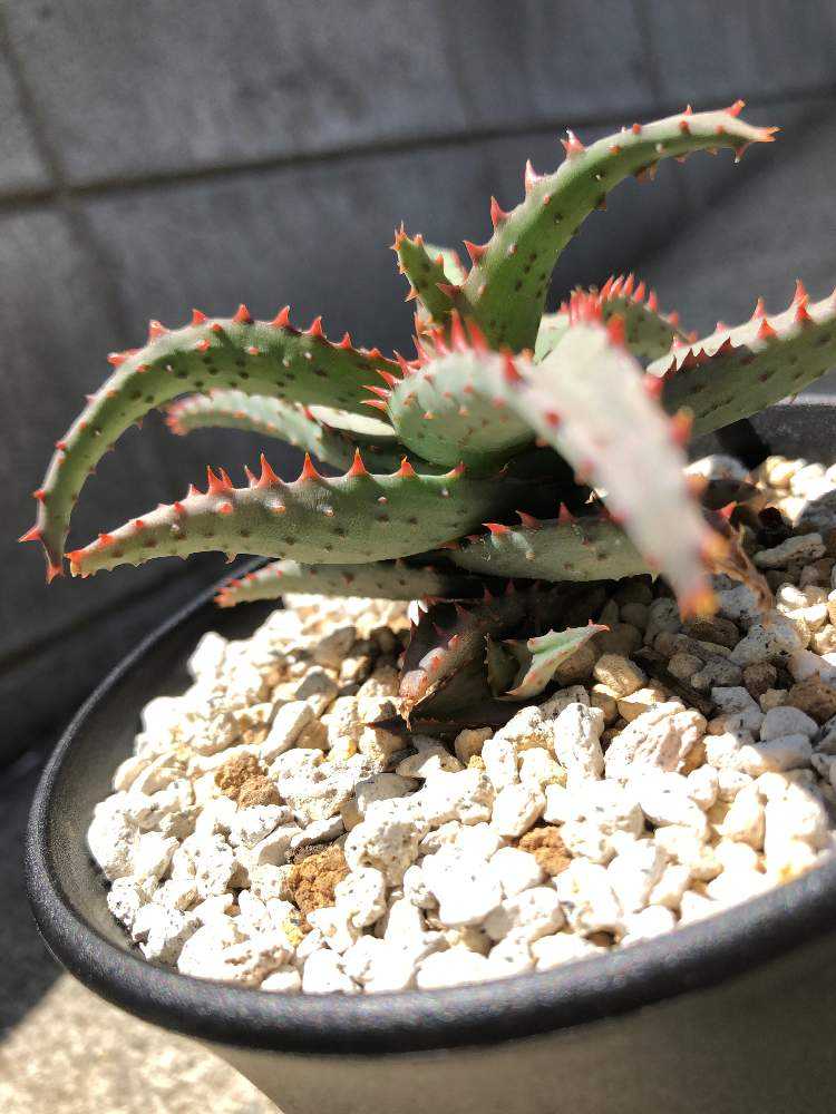 アロエ hyb ハイブリッド カスティロニアエ×クリスマスキャロル アロエ