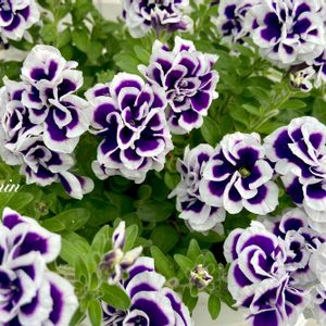 ガーデニング,花のある暮らし,モリモリ！,ペチュニア☆,八重咲きペチュニア☆の画像