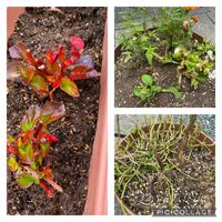 寄せ植え,鉢植え,夏の花,花のある暮らし,鹿被害の画像