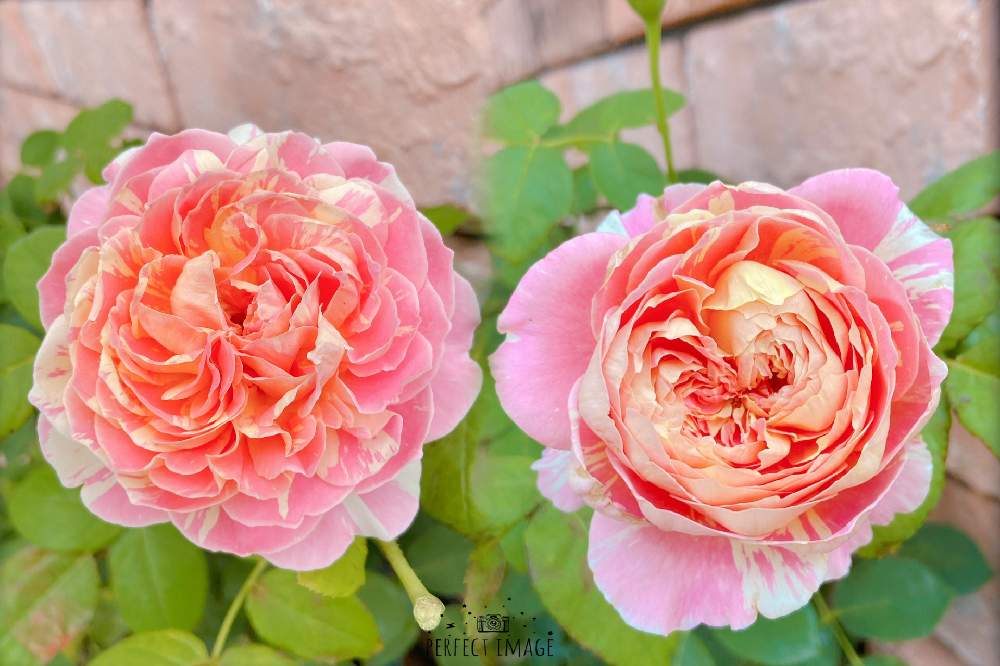 薔薇 クロード モネの投稿画像 By Mの森さん Htcと植中毒とバラと夢clubとみてみて と21 Gsでバラ園と花のある暮らしとかわいいな とロザリアンとチーム愛知 21月6月12日 Greensnap グリーンスナップ 薔薇 クロード モネの投稿画像 By Mの森さん Htcと植中毒とバラと夢clubとみてみて と21 Gsでバラ園と花のある暮らしとかわいいな とロザリアンとチーム愛知 21月6月12日 Greensnap グリーンスナップ