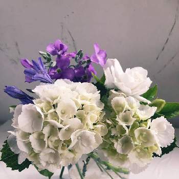 一重ストックの画像 by くろっかすさん | 部屋とクチナシとトリテレイアと紫陽花と一重ストックとお花大好き♡と紫色の花と生花と花に癒されると白い花