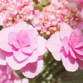 アジサイ おはようの投稿画像一覧 Greensnap グリーンスナップ