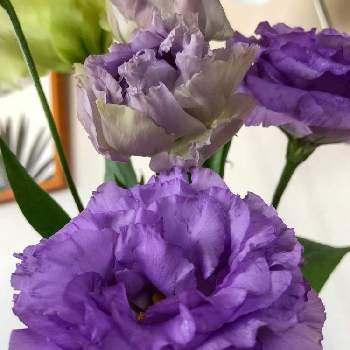 トルコキキョウ 紫の投稿画像一覧 Greensnap グリーンスナップ