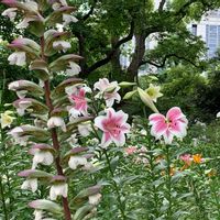 アカンサス,ユリ,日比谷公園,今日のお花,お出かけ先の画像