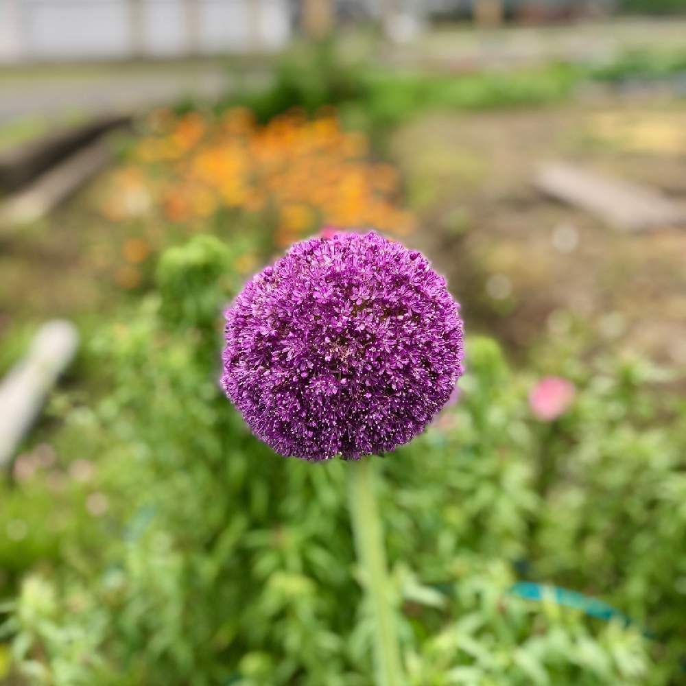 アリウム ギガンチウムの投稿画像 By Kay Tama Gsk さん 広い庭とカラフルと初夏の花たちと紫色の花と鮮やか と地植えとカラフルと初夏の花たちと紫色の花と鮮やか と地植え 21月6月12日 Greensnap グリーンスナップ Greensnap グリーンスナップ