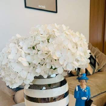 紫陽花の寿命長いの投稿画像一覧 Greensnap グリーンスナップ