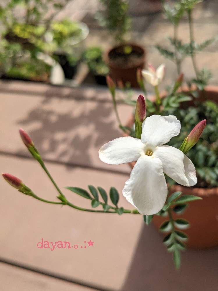 ジャスミン ホワイトプリンセスの投稿画像 By Dayanさん 鉢植えとナチュラルスタイルと白い花と北海道と大人かわいい 21月6月12日 Greensnap グリーンスナップ