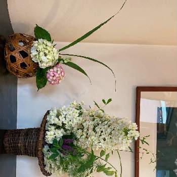 和のテイストの画像 by SKYママさん | 玄関とカシワバアジサイと癒しの時間とお花を楽しむと籠花入と和のテイストとおうち園芸と花のある暮らしと日常に感謝とお花好き