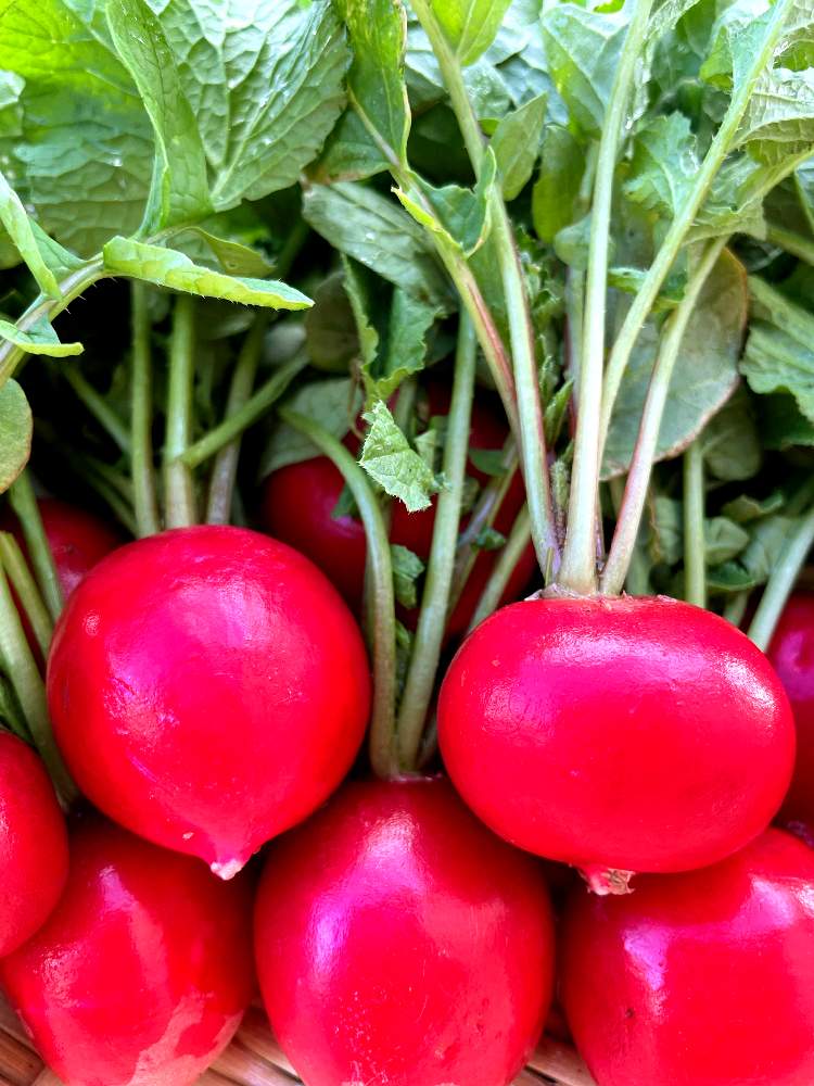 ラデッシュ 二十日大根の投稿画像 By Moonさん 農作業とお野菜とすくすく成長中とサラダ野菜と成長記録と野菜栽培と野菜作りと自家製野菜と育てるサラダ 21月6月12日 Greensnap グリーンスナップ