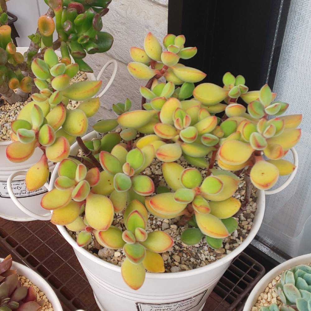 おまとめしました！多肉植物^o^  ロゲルシー錦 ロゲルシー錦 | 多肉植物 豆彦商店