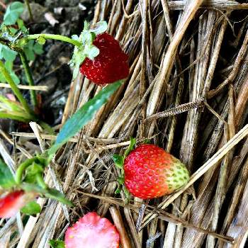 美味しいの投稿画像一覧 Greensnap グリーンスナップ