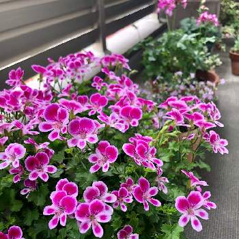 ペラルゴニウム エンジェルアイズ の投稿画像一覧 Greensnap グリーンスナップ