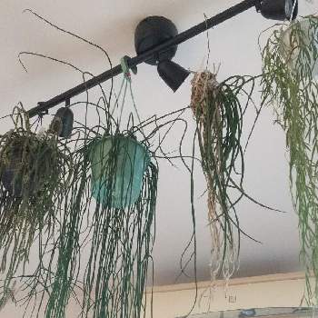 リプサリス ホリダの投稿画像一覧 Greensnap グリーンスナップ