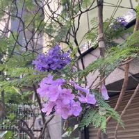 ジャカランダの育て方 鉢植えや地植えの時期 剪定方法は Greensnap グリーンスナップ ジャカランダの育て方 鉢植えや地植えの時期 剪定方法は Greensnap グリーンスナップ