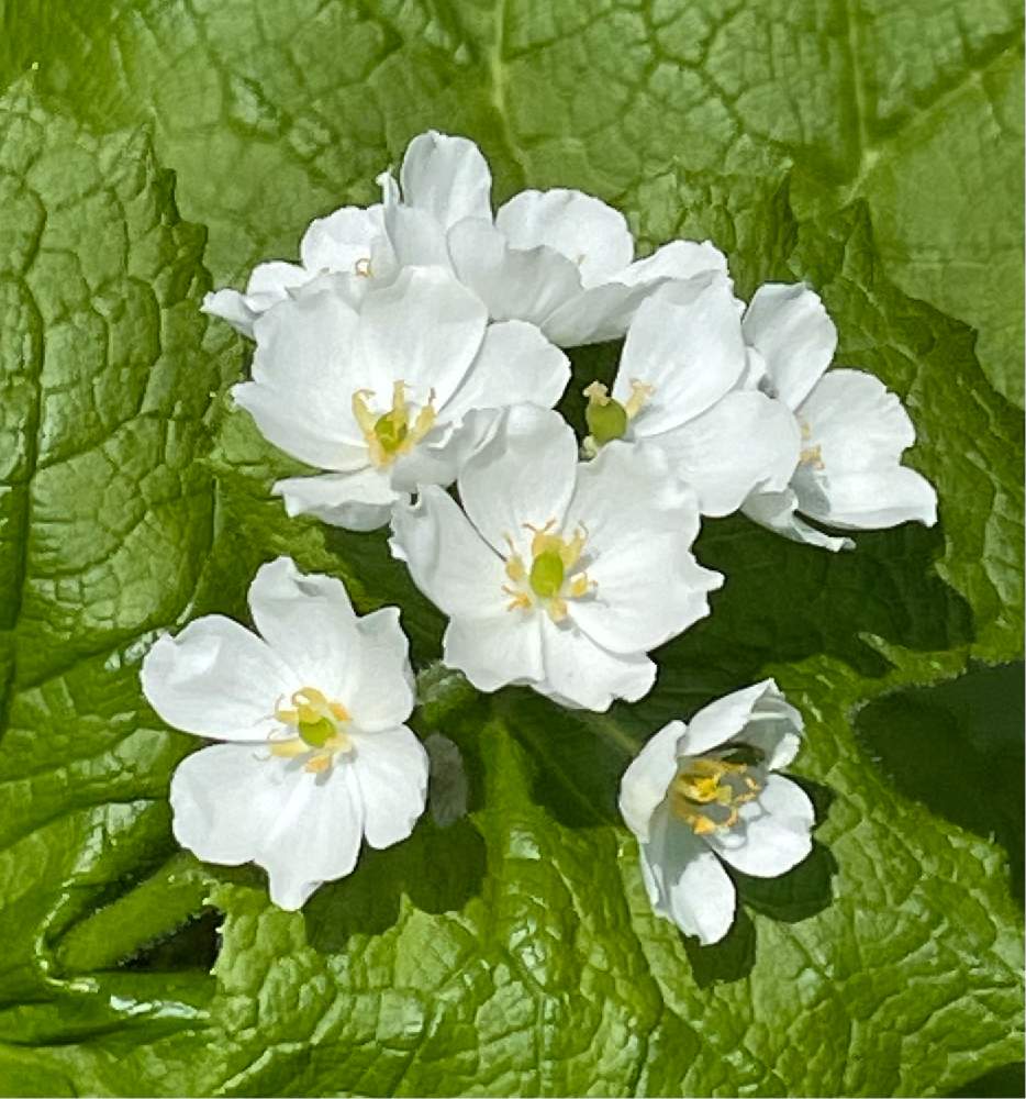 山野草の投稿画像 By こむこむさん 高山植物 春とサンカヨウ と白い花最高 とかわいい花と白いお花たち とサンカヨウとお出かけ先と山野草と高山植物 春とサンカヨウ と白い花最高 とかわいい花と白いお花たち 21月6月12日 Greensnap グリーンスナップ