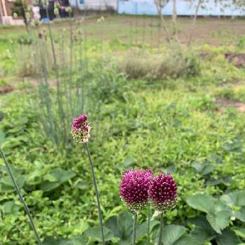 アリウム丹頂の投稿画像一覧 Greensnap グリーンスナップ