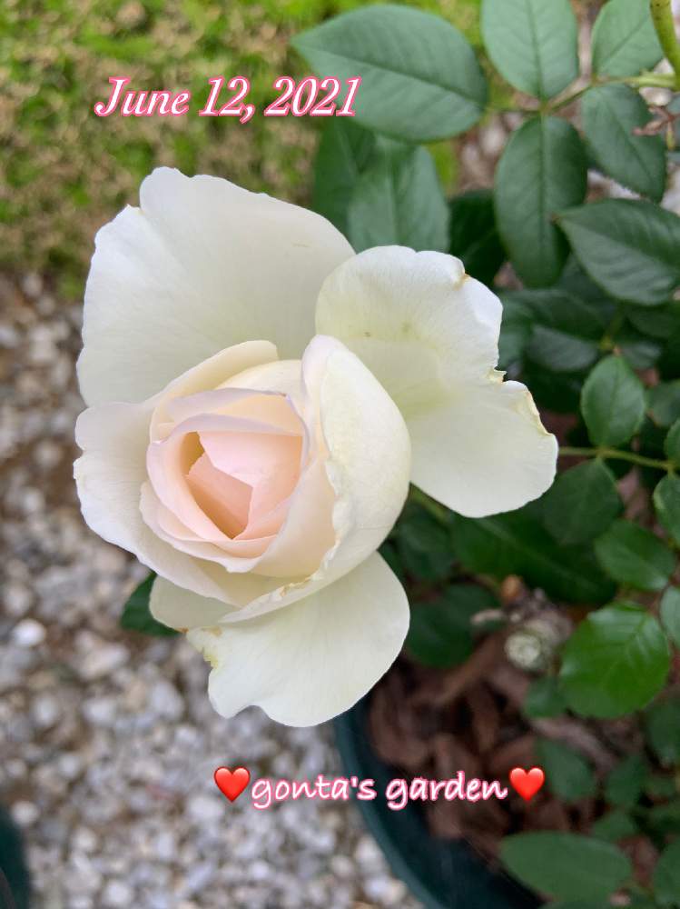 バラ ボレロの投稿画像 By ごんたさん ボレロとばら バラ 薔薇と薔薇のある暮らし とおうち園芸と 花のある暮らしと薔薇が好き と薔薇 21月6月12日 Greensnap グリーンスナップ