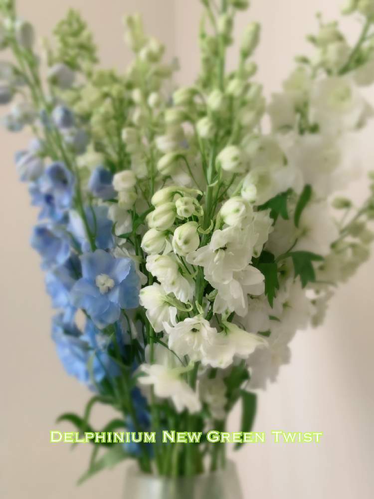 部屋の投稿画像 By まるちゃんさん 北の大地北海道とデルフィニウム ニューグリーンツイストとバラと夢clubと デルフィニウム と花のある暮らしと北海道とデルフィニウム青と北の大地北海道とデルフィニウム ニューグリーンツイストとバラと夢clubと デルフィニウムと花の 部屋の投稿画像 By まるちゃんさん 北の大地北海道とデルフィニウム ニューグリーンツイストとバラと夢clubと デルフィニウム と花のある暮らしと北海道とデルフィニウム青と北の大地北海道とデルフィニウム ニューグリーンツイストとバラと夢clubと デルフィニウムと花の