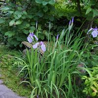 ハナショウブ,和風の庭,母の庭,花菖蒲の井戸端会議,花菖蒲の一番好きな風景の画像