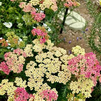 アキレアの花の投稿画像一覧 Greensnap グリーンスナップ