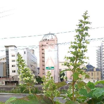 岩手県盛岡市の投稿画像一覧 Greensnap グリーンスナップ