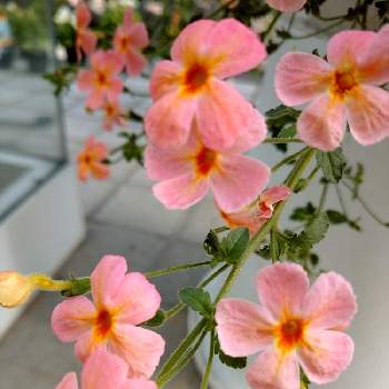 サンブリテニア チェリーピンクの画像 by mamychanさん | 玄関とサンブリテニア チェリーピンクとサンブリテニア☆とＰＷとＰＷサンブリテニアアプリコットディーバと鉢植えとPWもりもり自慢2021とＰＷ育てたよと花期が長い♡