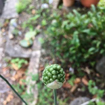 アリウム丹頂の投稿画像一覧 Greensnap グリーンスナップ