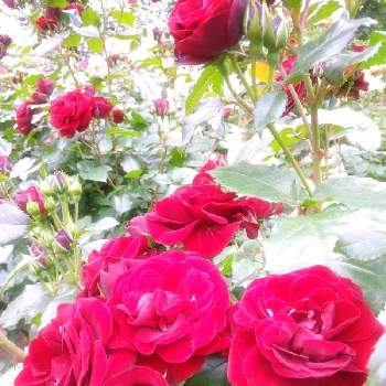 ビロード光沢の画像 by ©❁✿σ.γ‪α‬k‪α‬.❁✿さん | バラと薔薇とばらとラバグルートとばら バラ 薔薇とお世話してる方に感謝(ˊo̶̶̷ᴗo̶̶̷`)੭✧とコロナ退散とバラのある暮らしとドイツのバラと腰痛に負けるな！と赤い花とビロード光沢と花のある暮らしと帰宅途中