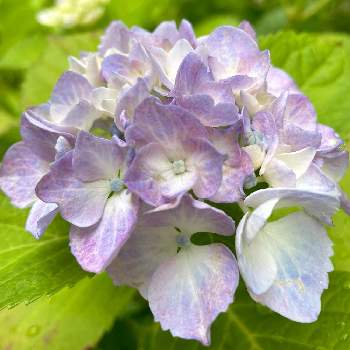 アジサイ ジューンブライドの投稿画像一覧 Greensnap グリーンスナップ