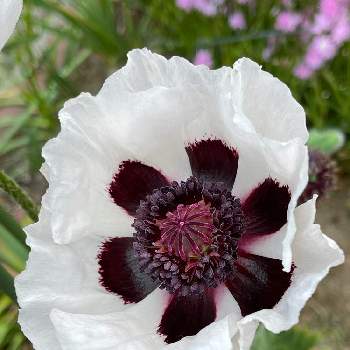 オリエンタルポピー ロイヤルウエディングの投稿画像一覧 Greensnap グリーンスナップ