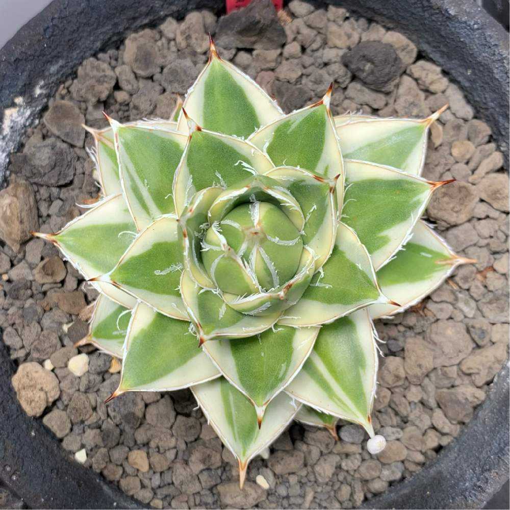 アガベ ピンキー 成長記録｜🍀GreenSnap（グリーンスナップ）