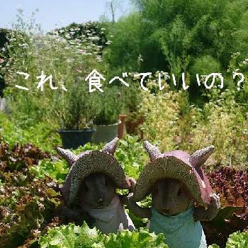 ハーブワールド秋田の投稿画像一覧 Greensnap グリーンスナップ